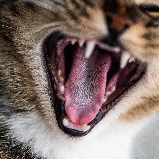 Hudson Animal Hospital: Trusted Veterinarian in Manhattan