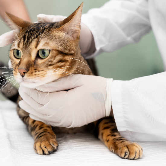 Veterinarians in Tampa Share How Routine Vet Visits Keep Cats Healthy