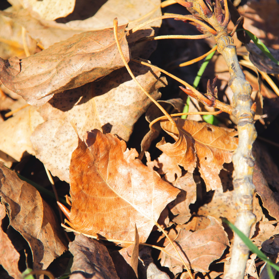 Featured image for Auto-prepared featured image